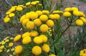Enem dari Tansy
