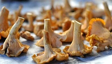 cendawan chanterelles untuk mengeluarkan parasit dari badan