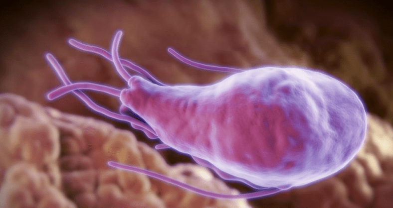Alveococcus dan Echinococcus